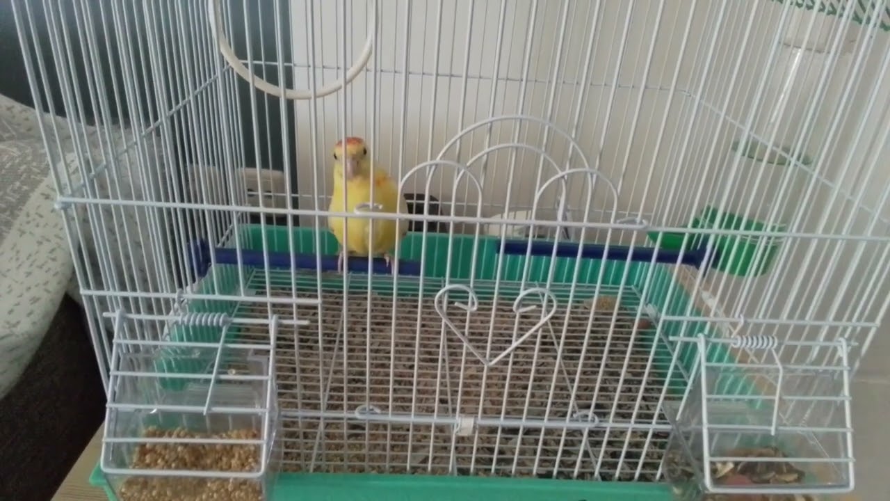 We got our first parrot