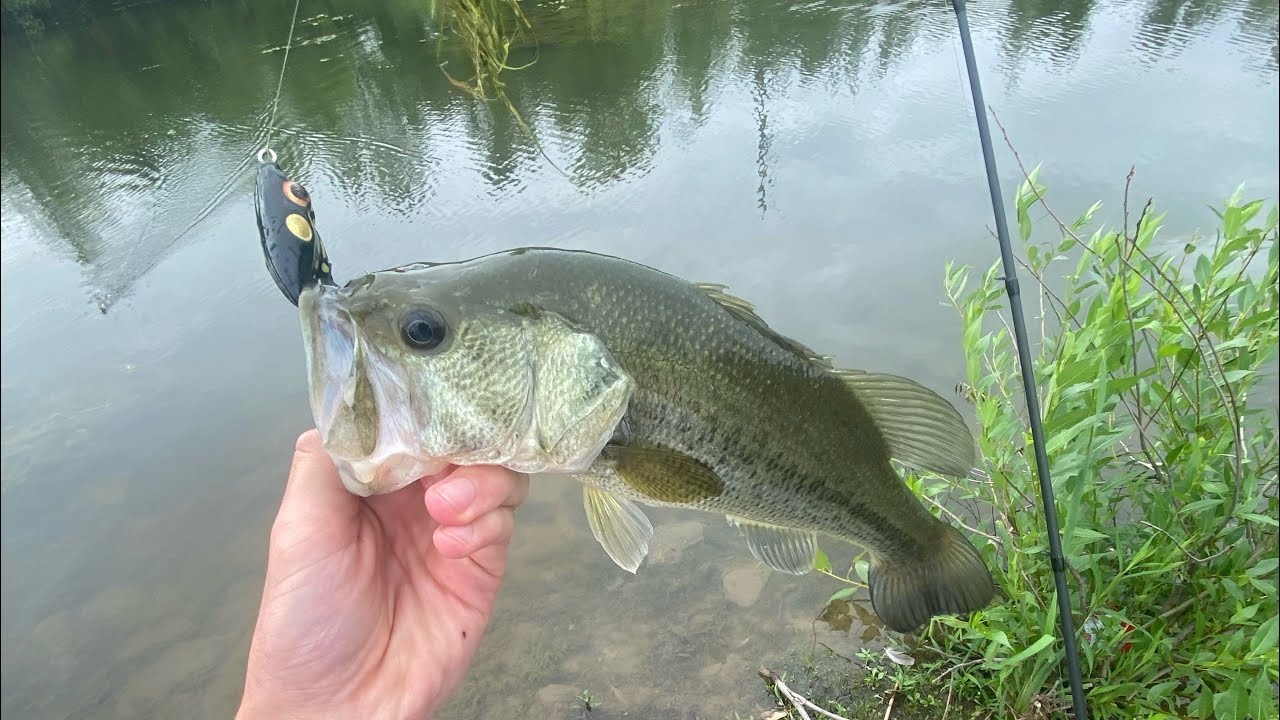 Bass catching compilation 