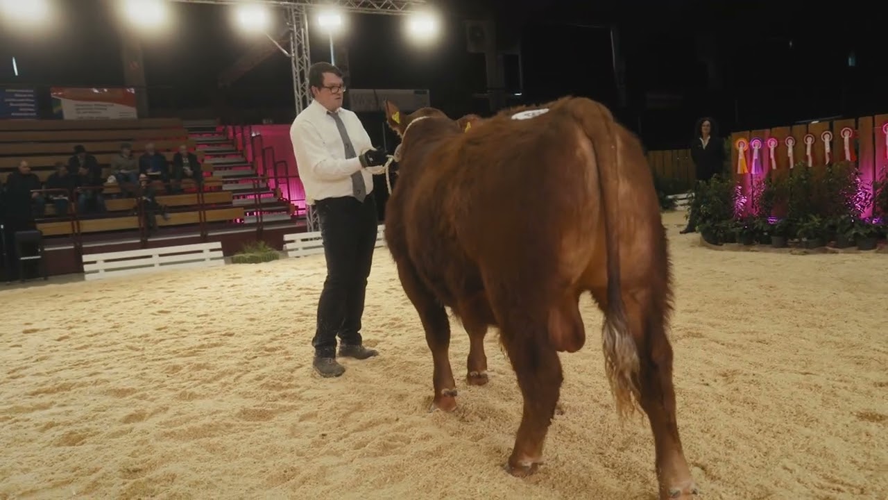 Angus - Klasse 2