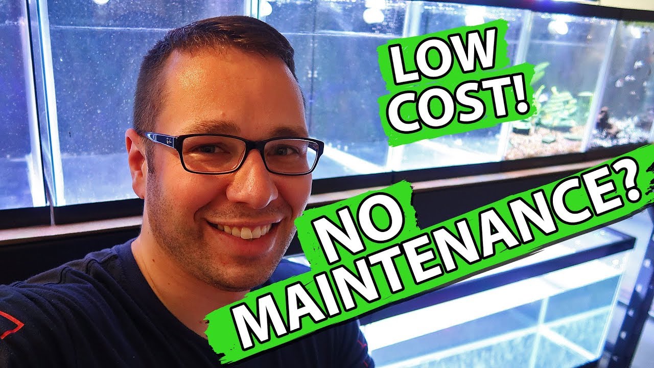 LOW MAINTENANCE FISH TANK RACK!