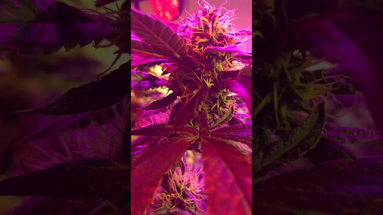 Marijuana Growing Up Close Some Young Plants getting there grow on