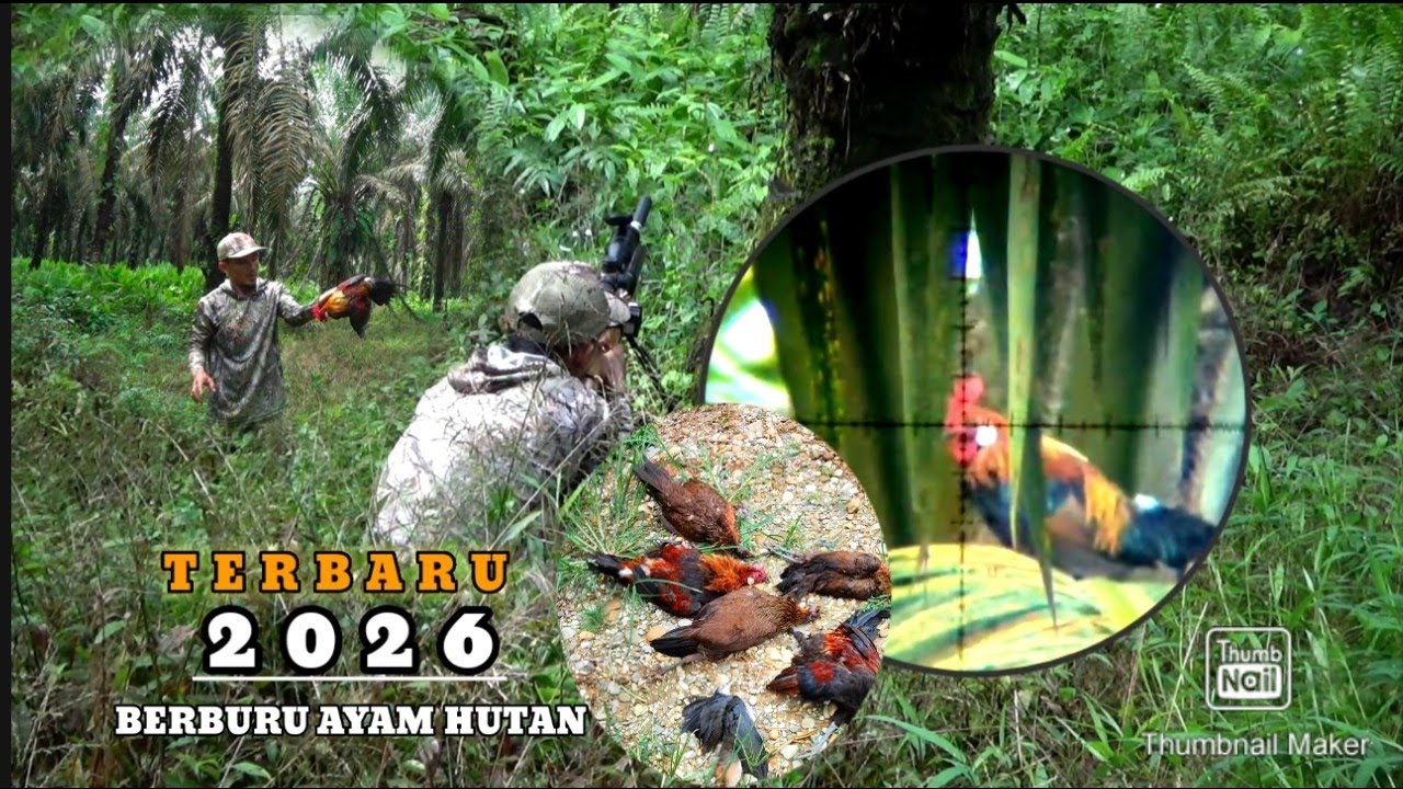 Terbaru di tahun 2026 , BERBURU AYAM HUTAN SAWIT