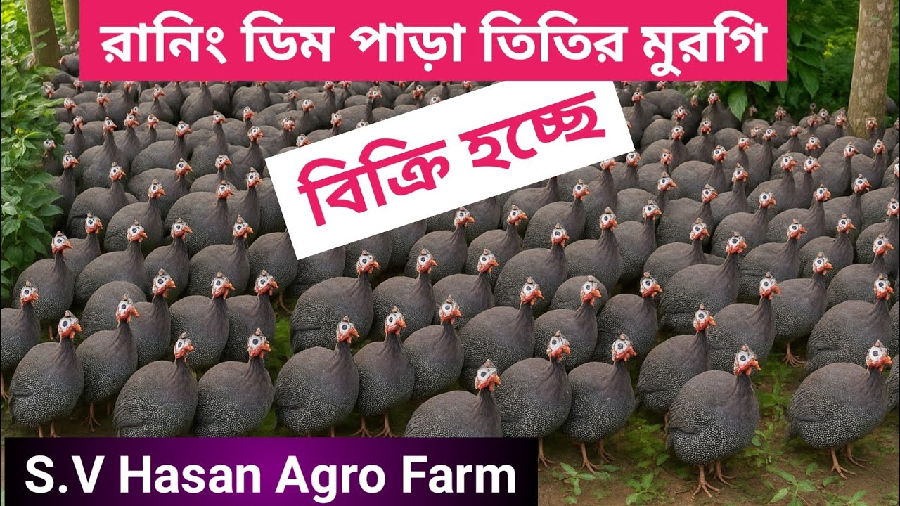 🔥 এখনই পেয়ে যান রানিং ডিম পাড়া তিতির মুরগি, শুধুমাত্র | S.V Hasan Agro Farm-এ! 🐣 | Titir Murgi 