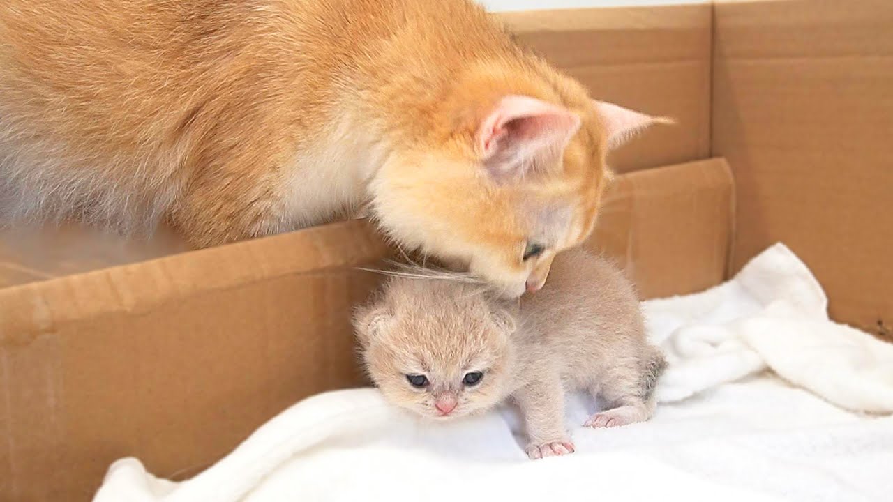 Kitten Pizza who is trying to toddling everywhere to find his mom cat is too cute...