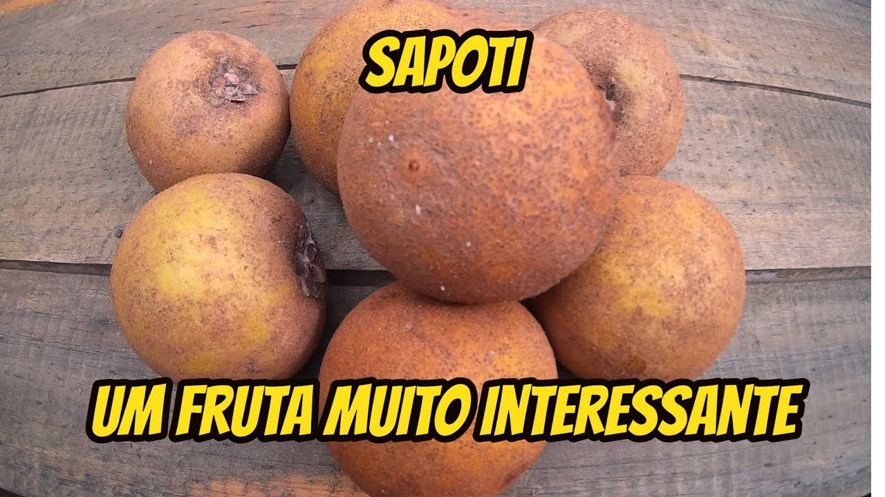 SAPOTI - UMA FRUTA INTERESSANTE E CHEIA DE CURIOSIDADES