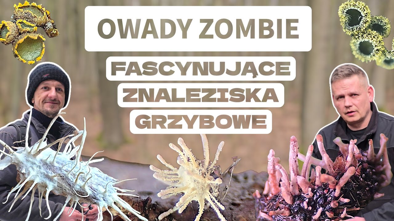 Udało się! Ekstremalnie Rzadkie Grzyby znalezione na przedwiośniu i wiosną w Polsce.