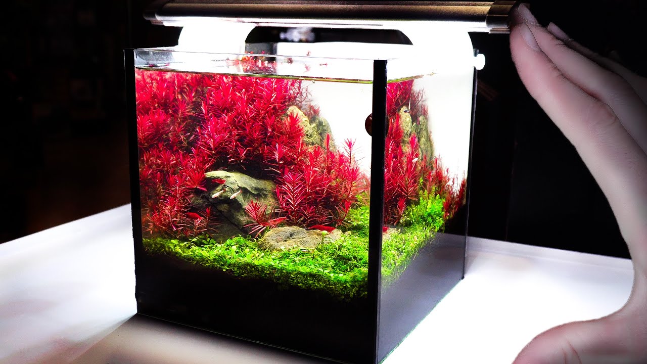 Incredible 1 gallon shrimp aquascape
