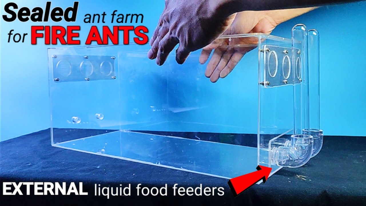(RIP) My Ant Colony Died, BUT! | D colony