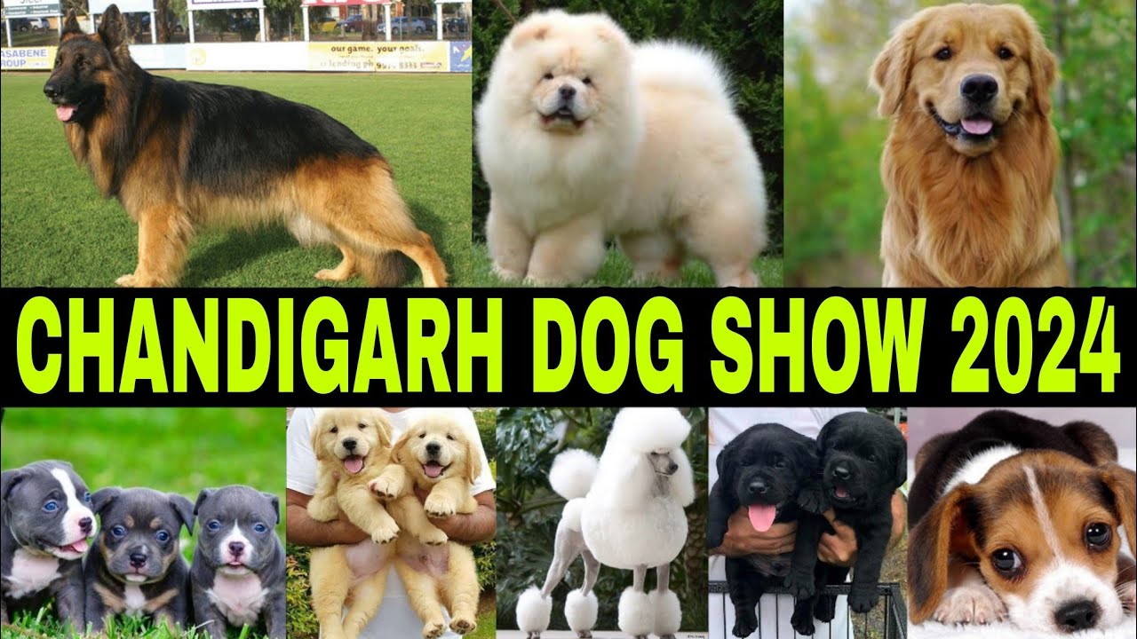 Chandigarh Dog Show 2024 | Parade Ground | Sector 17 Chandigarh | Full Info