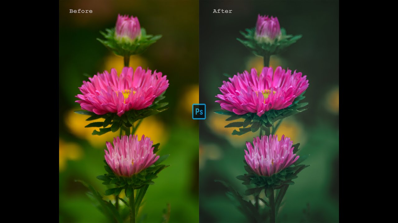 Photoshop Editing : Soft Matte effect on Flower photography