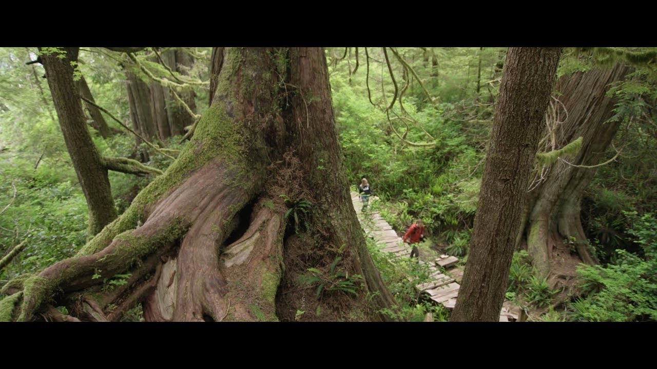 Old-Growth Forests vs. Second-Growth Plantations