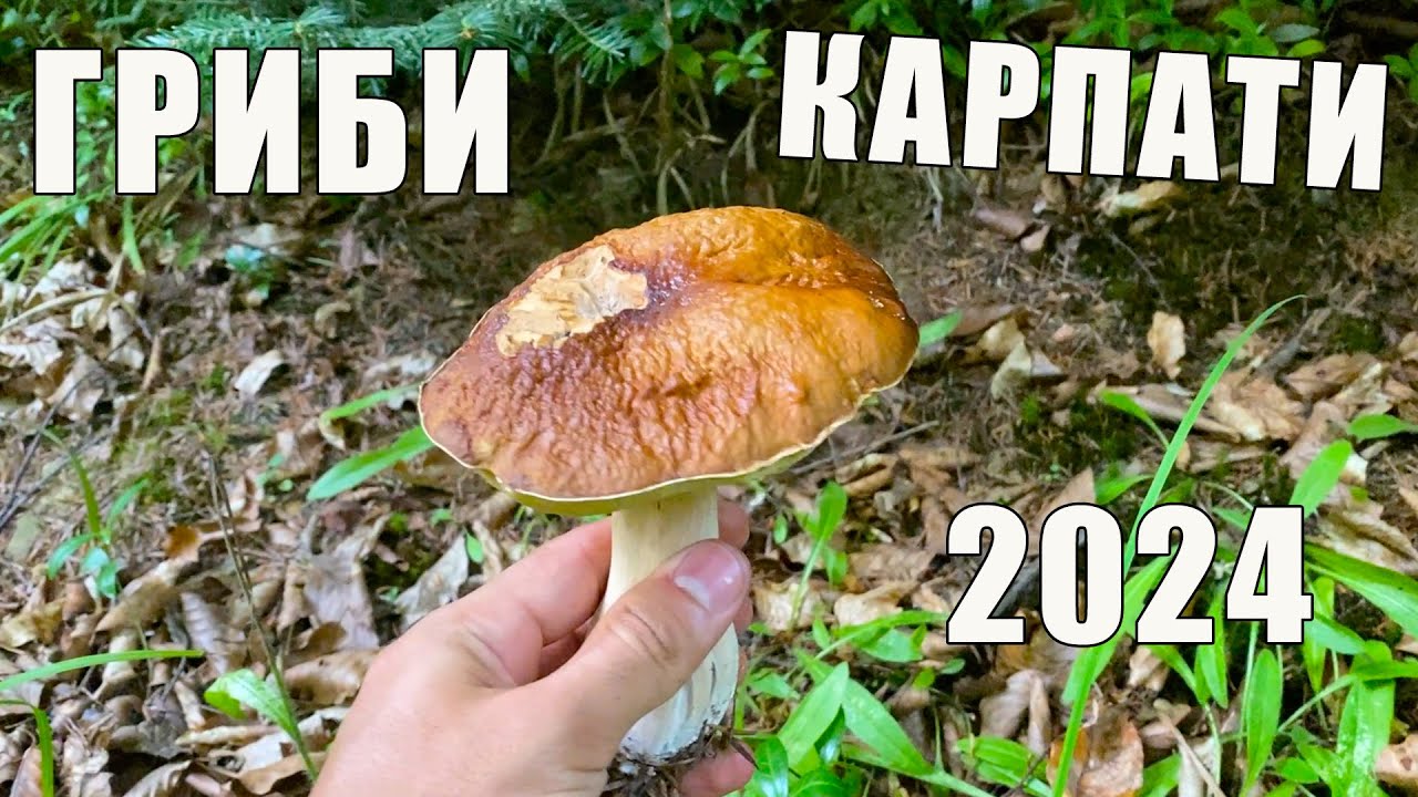 НАЗБИРАЛИ БАГАТО РІЗНИХ ГРИБІВ / Гриби в Карпатах 2024 / ТИХА ОХОТА