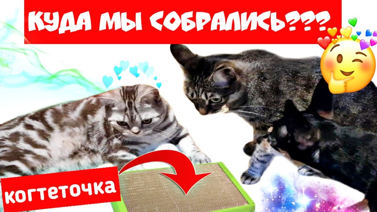 ВЛОГ  Куда мы собрались. Зачем он это делает /Семья Козырь