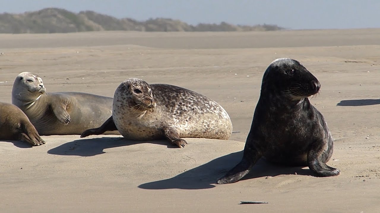 Phoques gris et veaux marins, Berck (Pas-de-Calais)