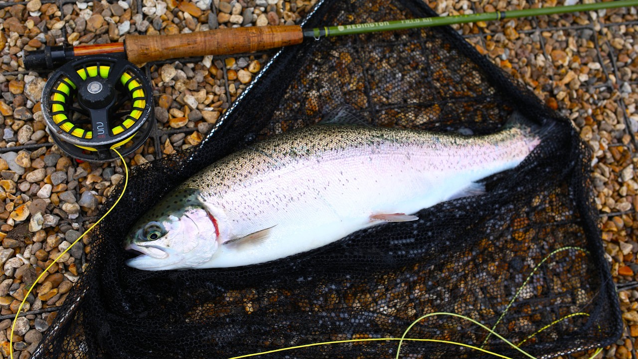 More trout at Moorhen