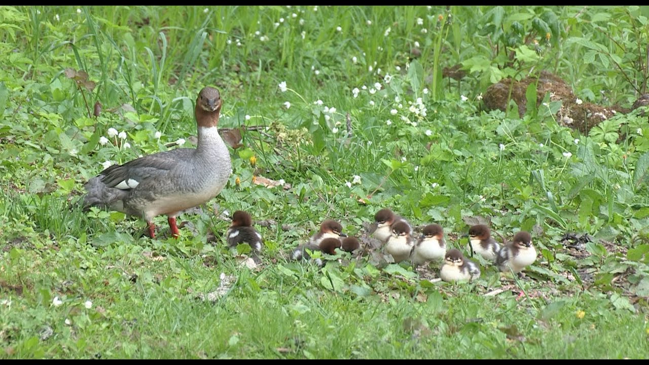 ①感動、１１の小さな命。　カワアイサの親子　　Excitement, a small life of 11. Central Asian Common Merganser　