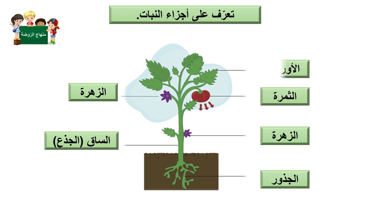 أجزاء النبتة