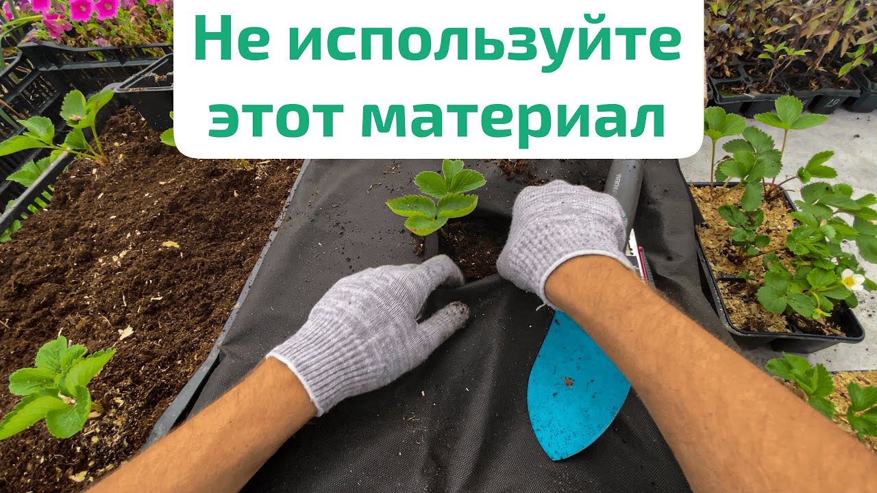 ПОСАДКА КЛУБНИКИ НА АГРОВОЛОКНО — черный укрывной материал
