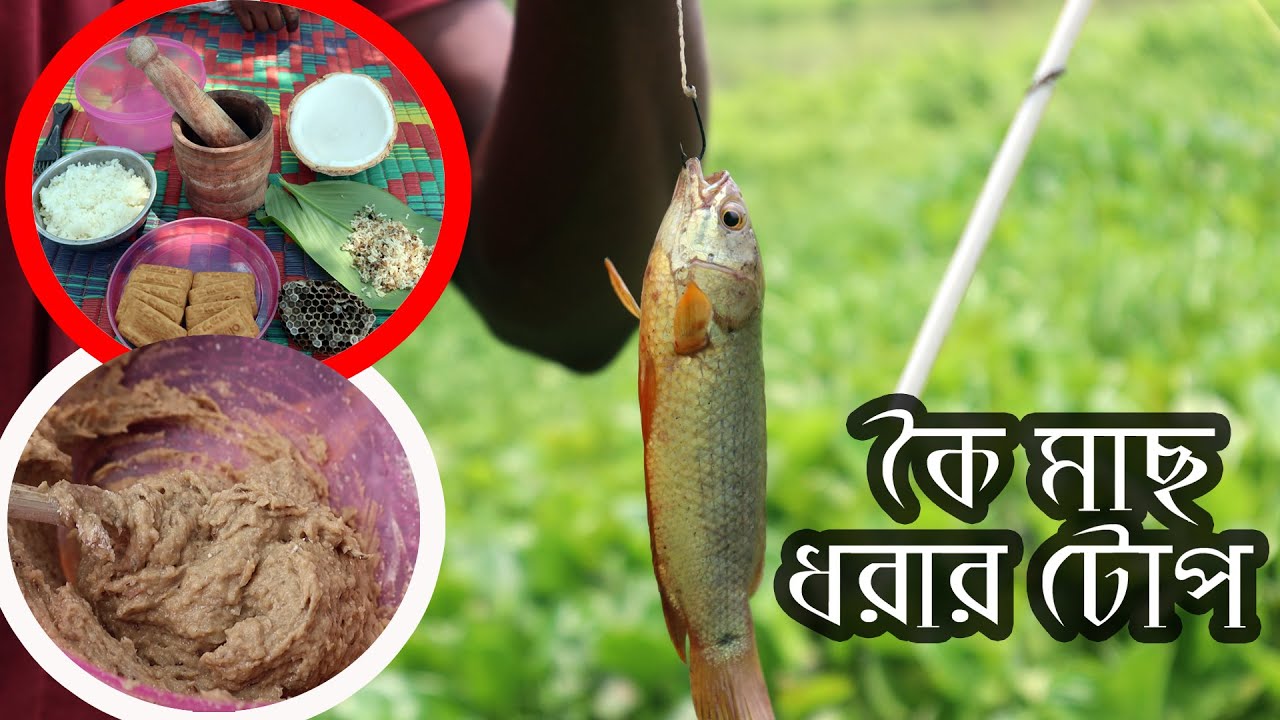 কৈ মাছ ধরার টোপ বানানোর গোপন ও সঠিক নিয়ম | Best Fishing Secret Method