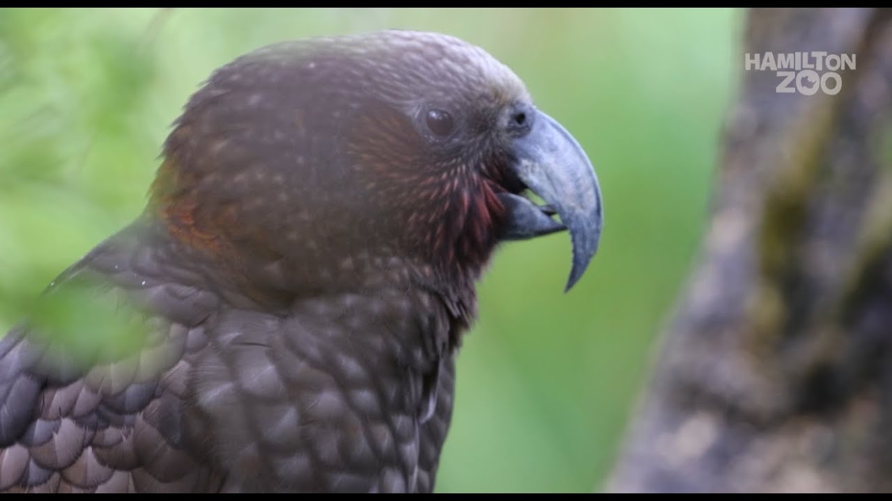Breed for release programme at Hamilton Zoo