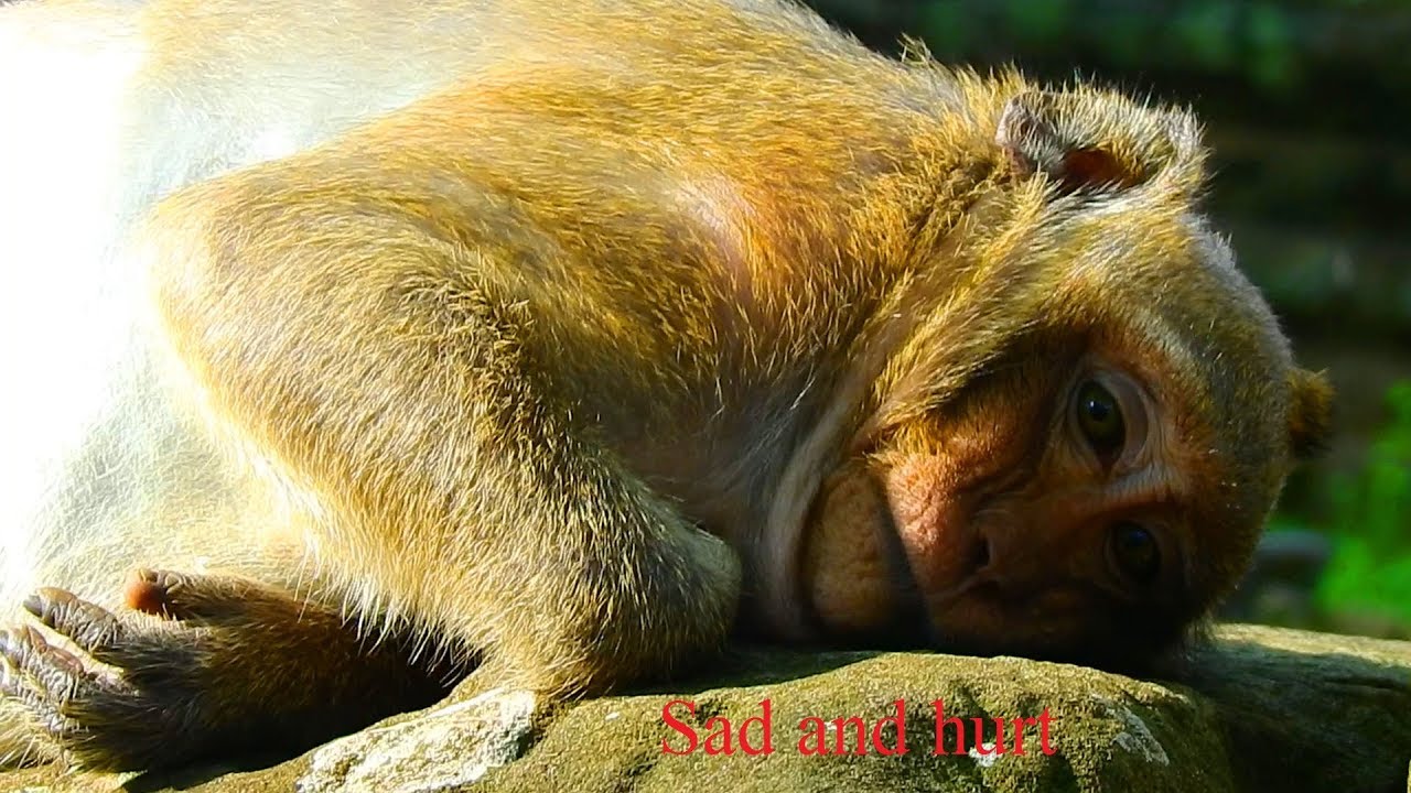 Very sad Sweet Pea make mistake fall down from high tree he hurt can't walk just sleep only / MP