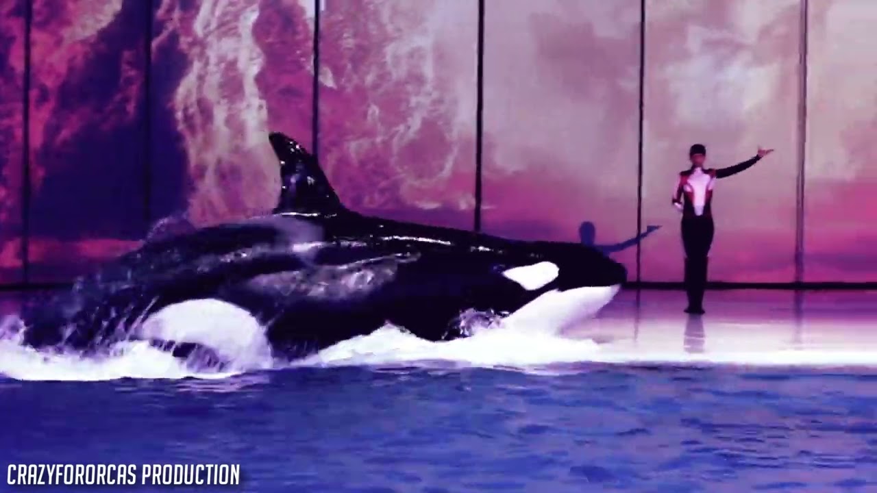 How It's Done Orca Collab 