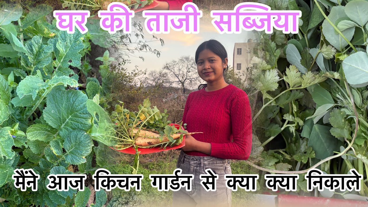 घर की ताजी सब्जिया ।@Rakhi_Jharkhandwali  #kitchengarden #villagerlifestyle #vegetables #trending 