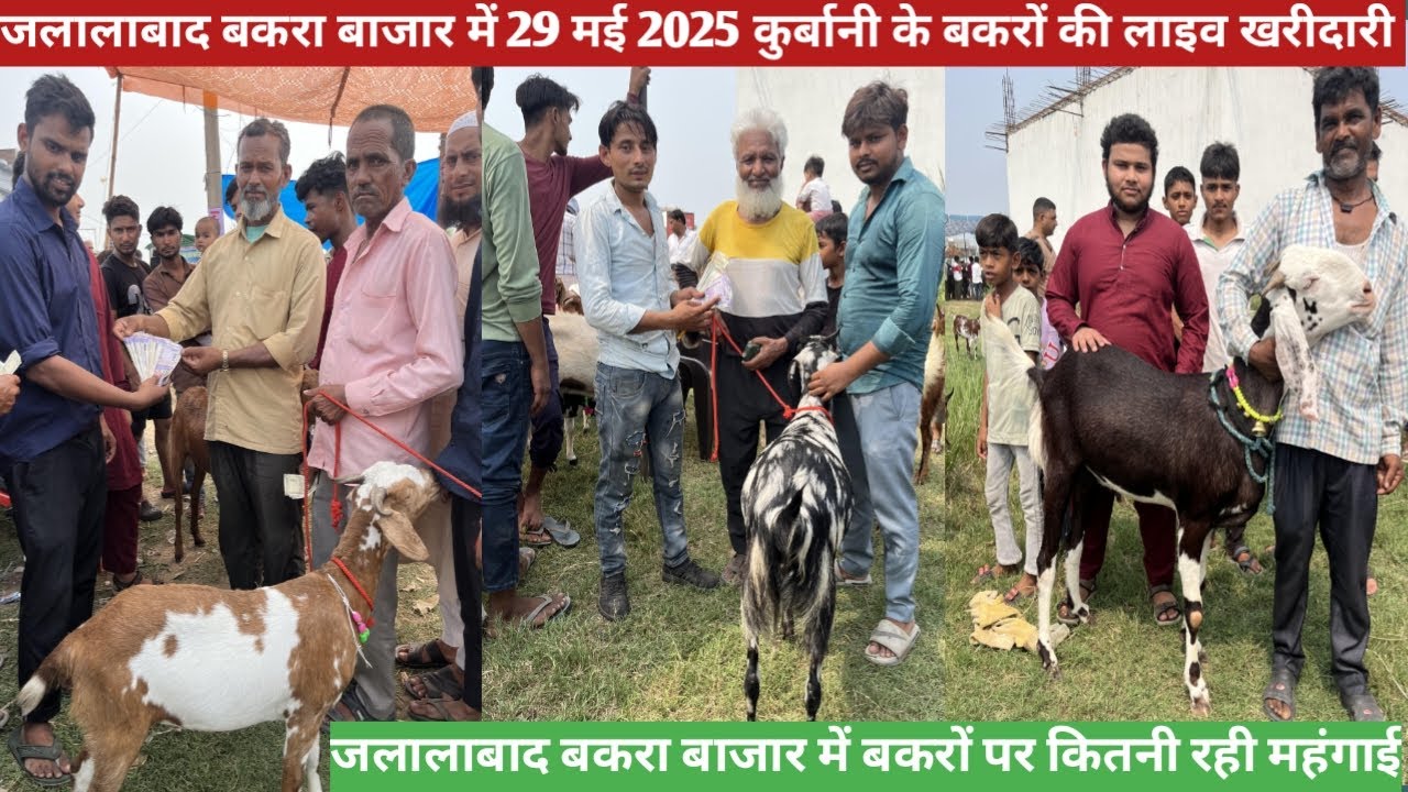 जलालाबाद बकरा बाजार की 29 मई 2025 की वीडियो ||  जलालाबाद बकरा बाजार की कुर्बानी के बकरों की वीडियो