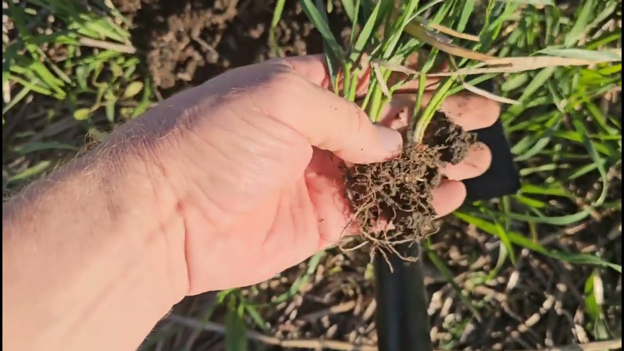 Состояние всходов оз.пшеницы.  No-till 22.10.2024