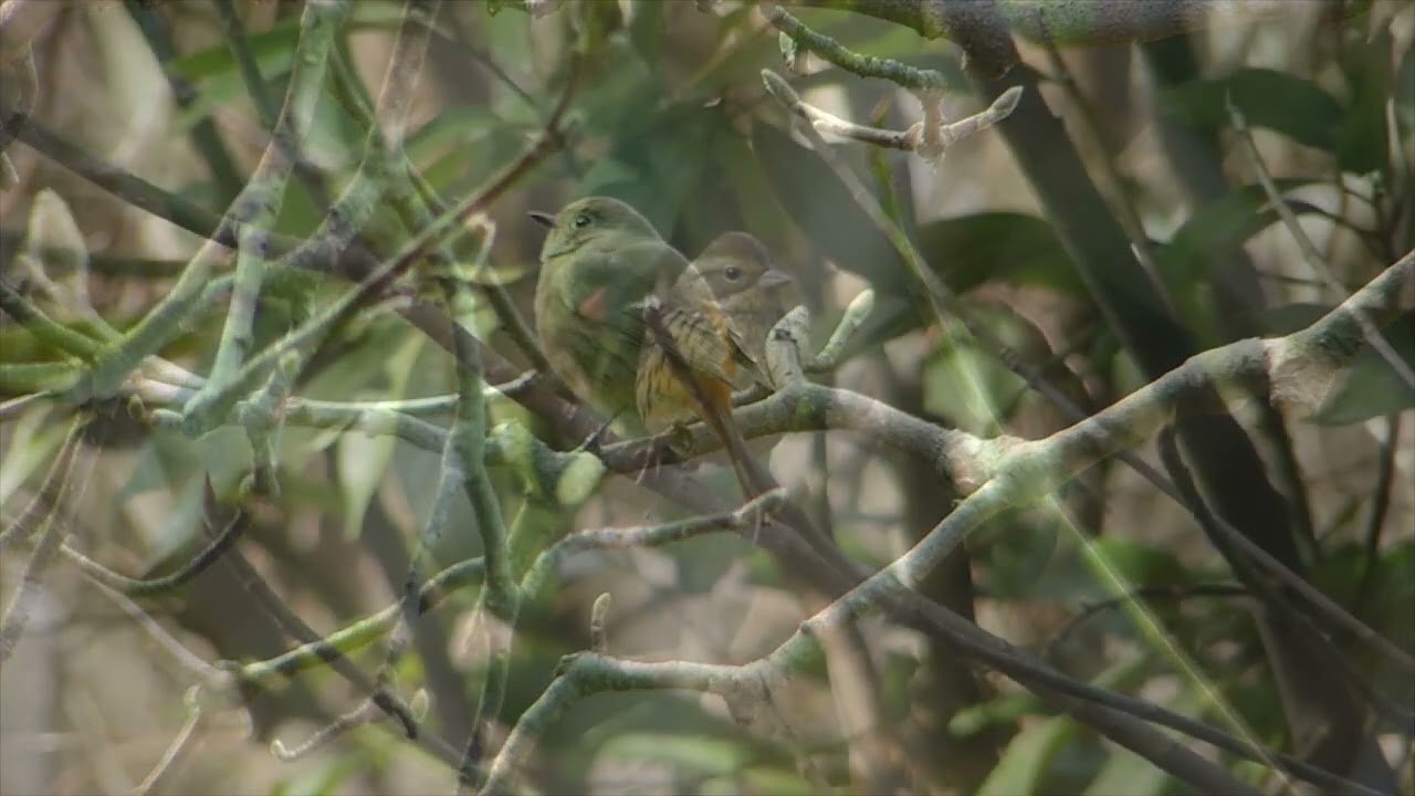 葛西臨海公園
