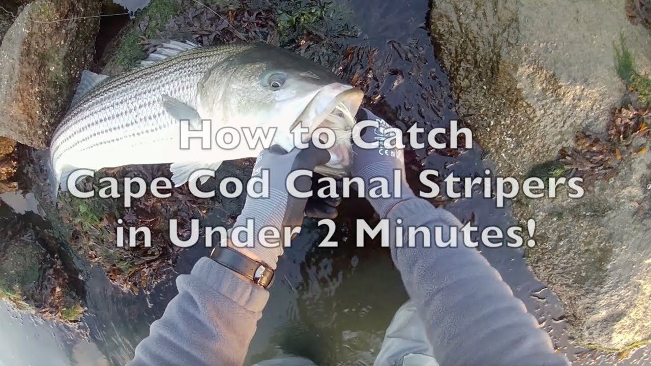 How to Catch Cape Cod Canal Stripers in Under Two Minutes