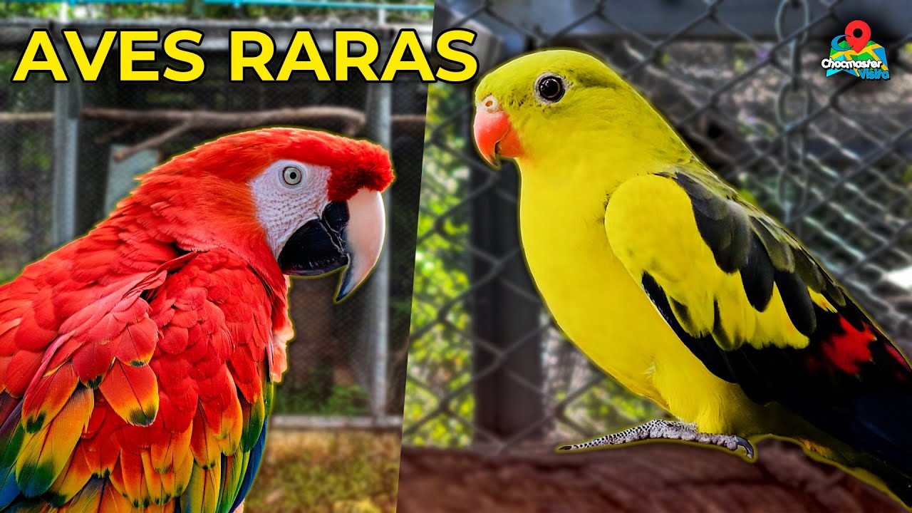 O Sonho de Todo Amante de Aves — Conheça o Criadouro Campestre! - Chocmaster Visita