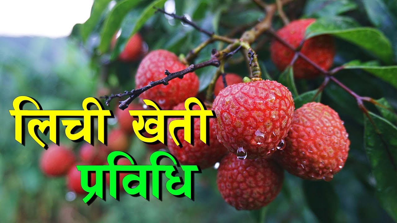 खेती सिकौं, उत्पादन गरौं || Leechi Farming in Nepal ||