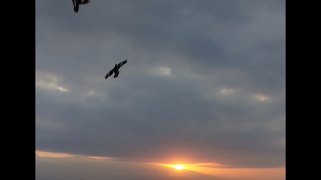 Peaceful Sunset & Birds   Join in ⛅🌫️🌄