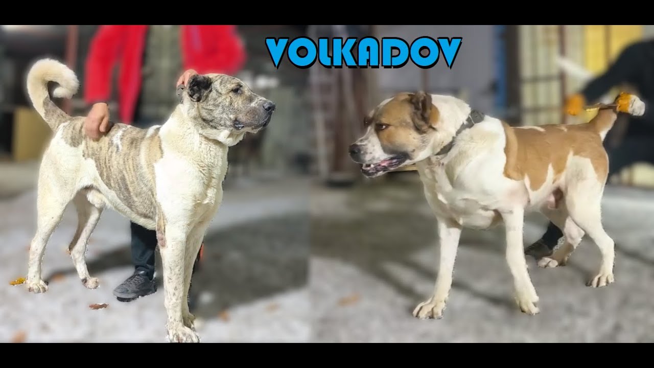 Огромные волкадовы, 90 см, 110 кг, собаки как бревна.