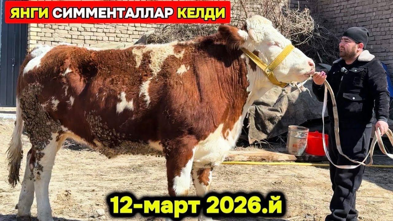 ЯНГИ ПАРТИЯ СИММЕНТАЛЛАР КЕЛДИ УРГАНЧ 12-марта 2026 г.