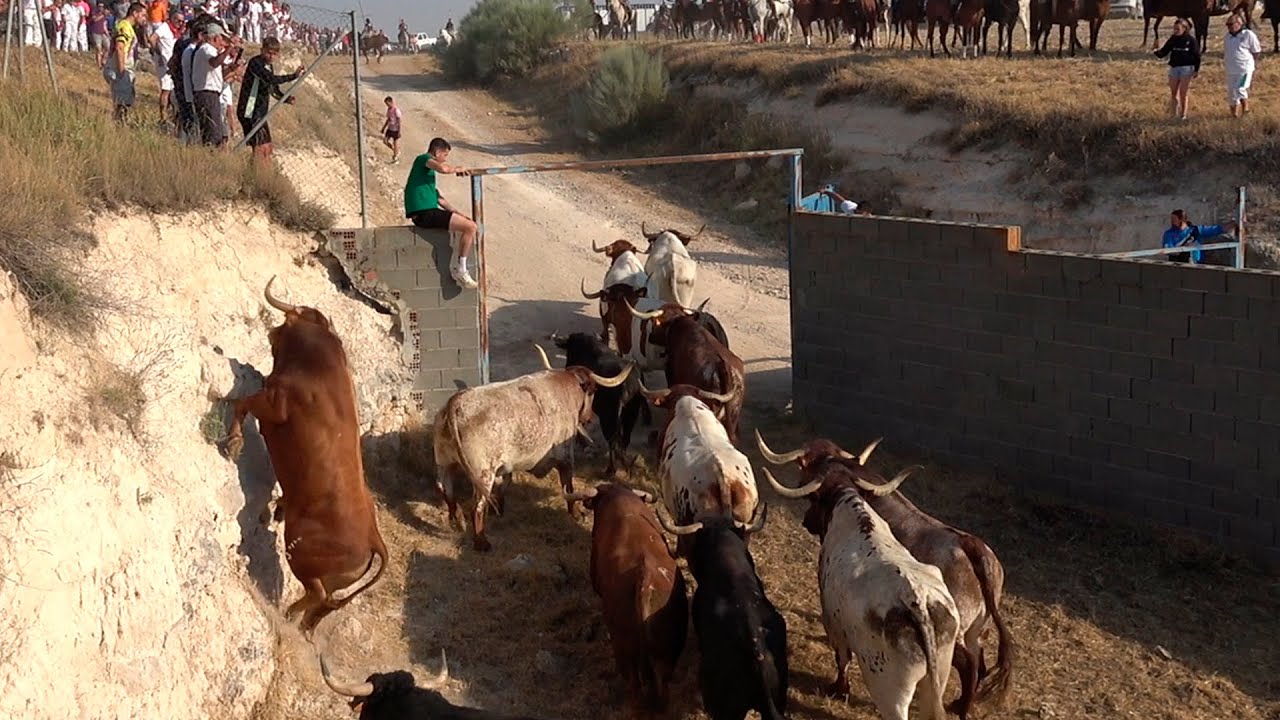 Íscar 2025 Primer Encierro de Campo