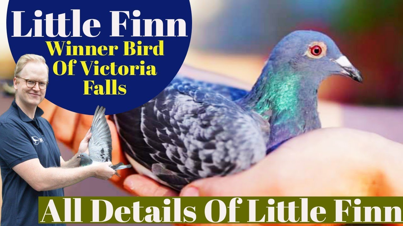 Little Finn | Winner Bird Of Victoria Falls Final Race | Brinkmann Racing Pigeons | Pigeons Race
