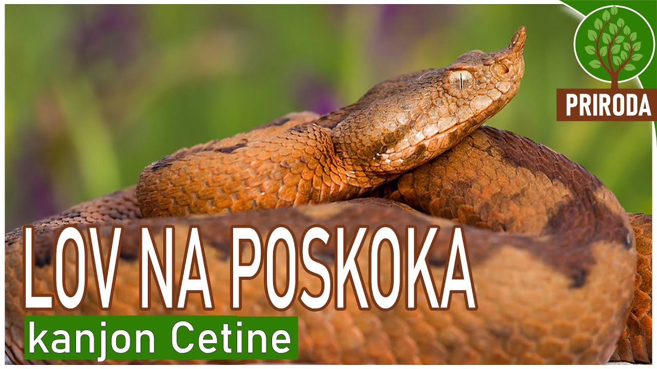 LOV NA POSKOKA / Kanjon Cetine *Kako je držati otrovnicu u ruci?
