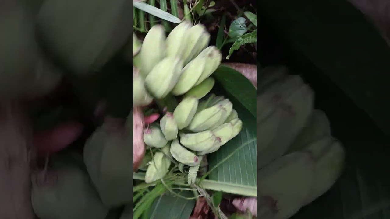 Dahil wala ng saging hanal muna tayo