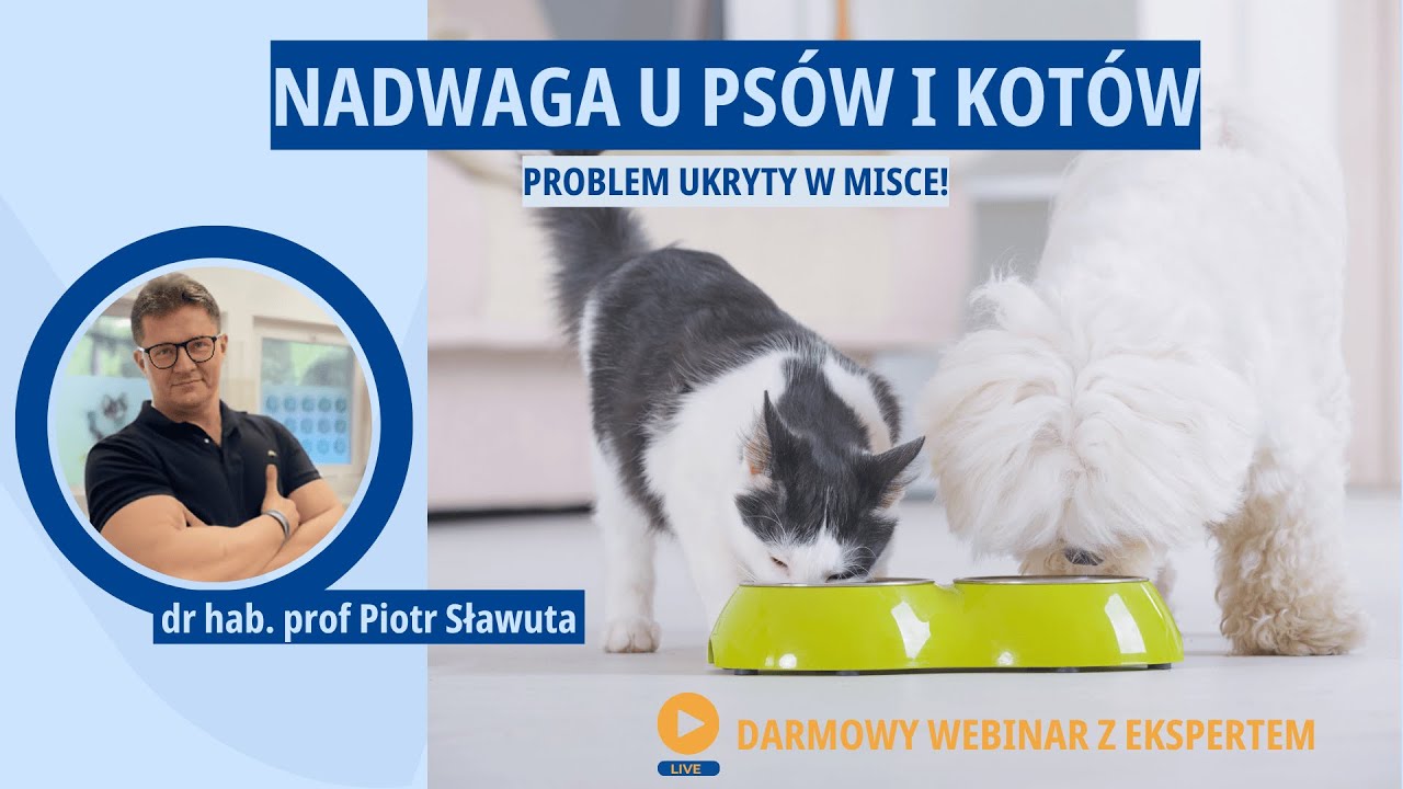 Nadwaga u ps&oacute;w i kot&oacute;w - problem ukryty w misce! - darmowy webinar z ekspertem!