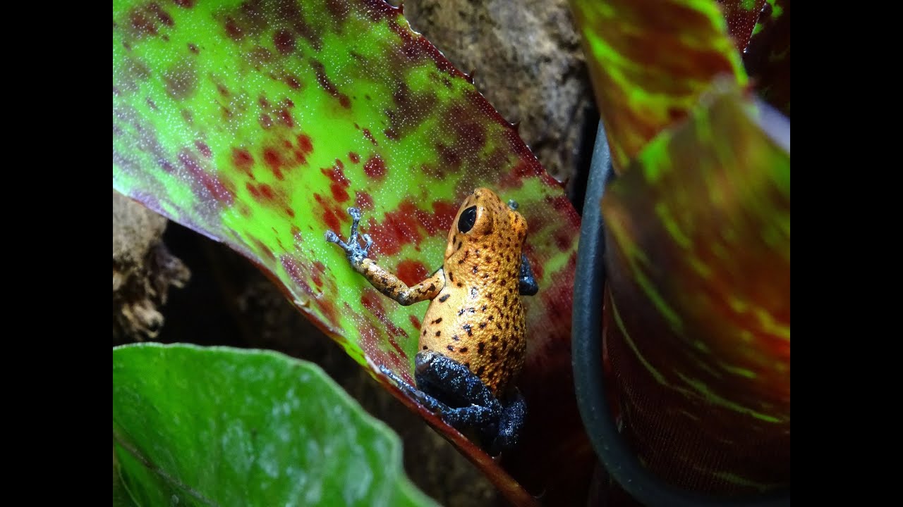 Dartfrog Vivarium  [[]]   Oophaga Pumilio cristobal Tank