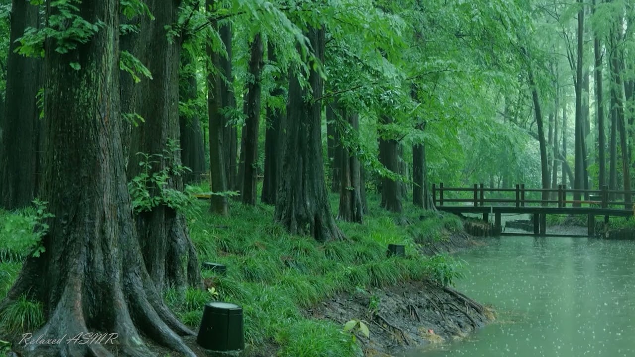 Rain in the forest path（7）, sleep, relax, meditate, study, work, ASMR