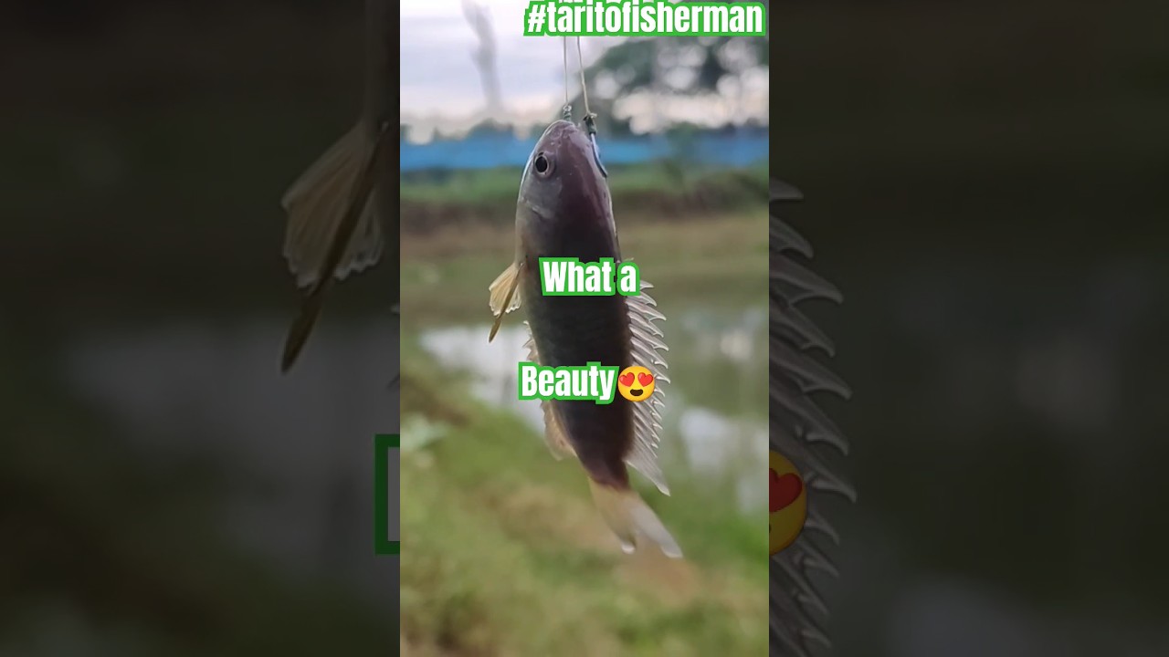 Umpan Terbaik untuk Menangkap Ikan Climbing Perch di Mana Saja! Temukan Jenis Ikan Baru yang Tumbuh di Kolam Saya #TipsMemancing