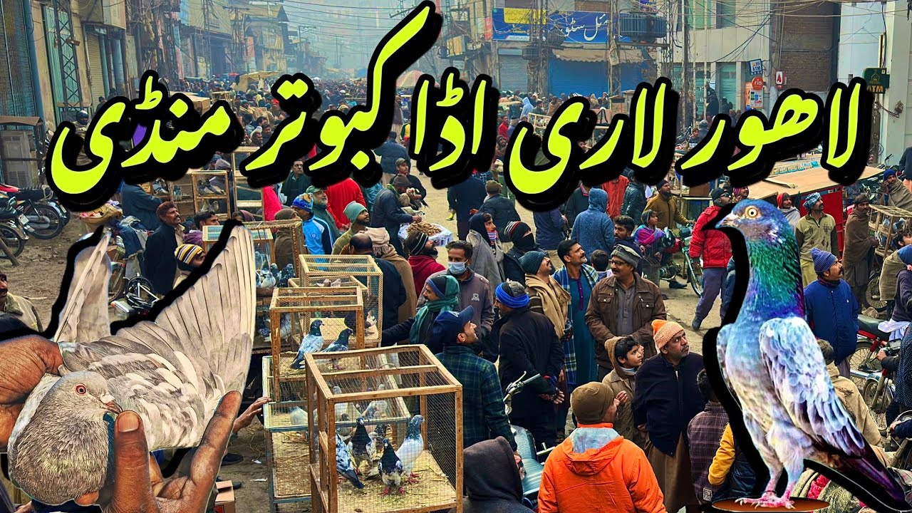 لاہور لاری اڈا کبوتر منڈی - Lahore Lari Adda Kabootar Mandi Latest Update