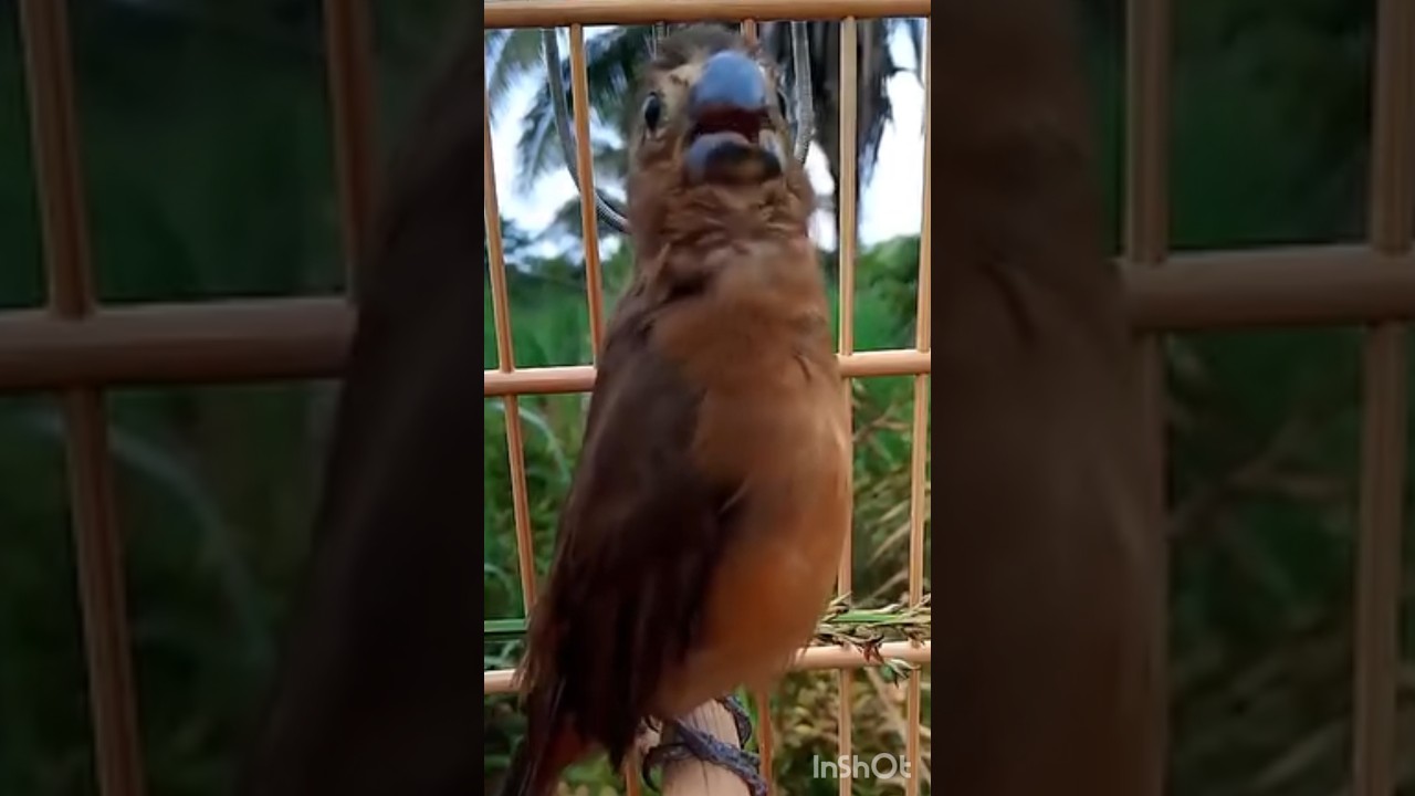 CURIO PARDO GREGO OU MATEIRO ? #chebasetobos #curio #bird