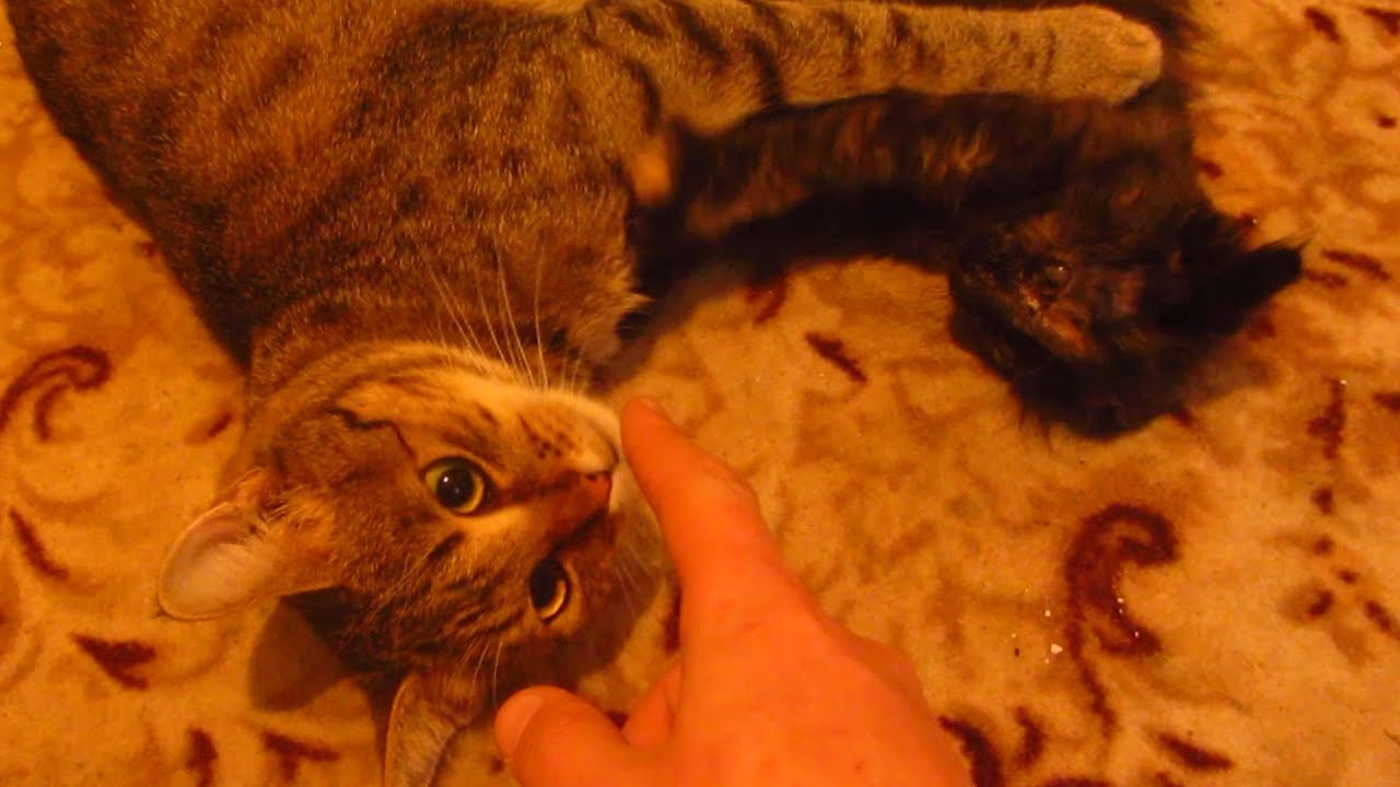 Tortie kitten plays with striped cat in the apartment