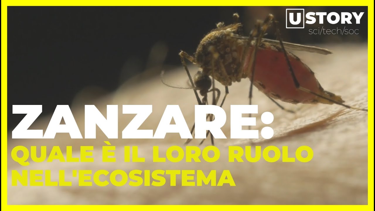 A cosa servono le zanzare? Il loro ruolo nell'ecosistema