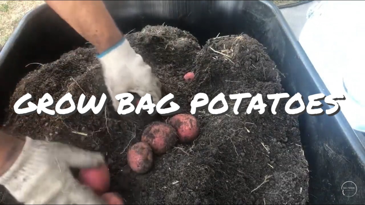 Growing Potatoes in Grow Bags. First Harvest Results