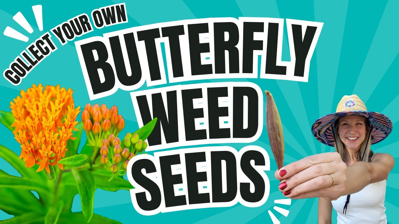 How to Harvest Butterfly Milkweed Seeds (Asclepias Tuberosa) 🌱🦋 | Step-by-Step Guide